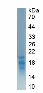 Figure 1. SDS-PAGE