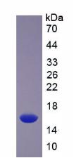 Figure 2. SDS-PAGE