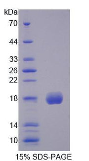 Figure 1. SDS-PAGE