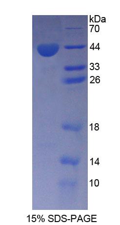 Figure 1. SDS-PAGE