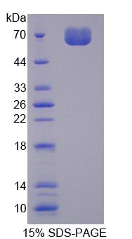 Figure 1. SDS-PAGE