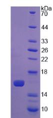 Figure 2. SDS-PAGE