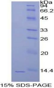 Figure 1. SDS-PAGE