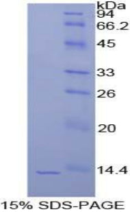 Figure 1. SDS-PAGE