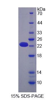 Figure 1. SDS-PAGE