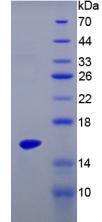 Figure 2. SDS-PAGE