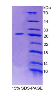 Figure 1. SDS-PAGE
