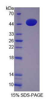 Figure 1. SDS-PAGE