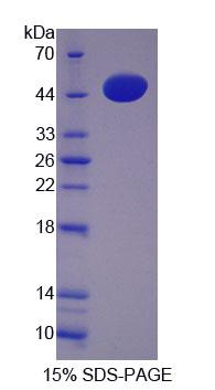 Figure 1. SDS-PAGE