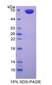 Figure 1. SDS-PAGE
