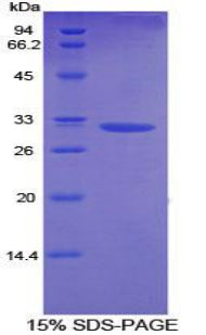 Figure 1. SDS-PAGE