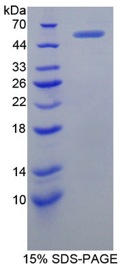 Figure 1. SDS-PAGE