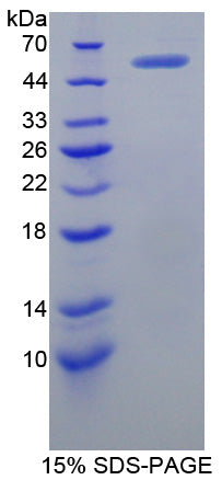 Figure 1. SDS-PAGE