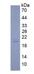Figure 2. SDS-PAGE