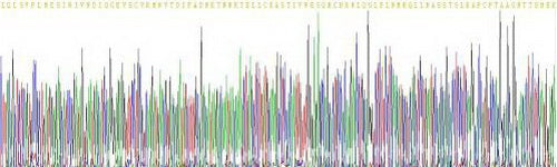Recombinant Chicken Interleukin 4 (IL4)