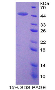 Figure 1. SDS-PAGE