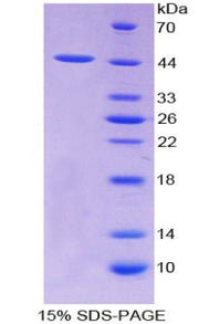 Figure 1. SDS-PAGE