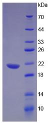 Figure 2. SDS-PAGE