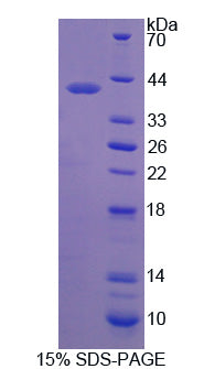 Figure 1. SDS-PAGE