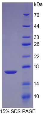 Figure 1. SDS-PAGE