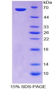 Figure 1. SDS-PAGE