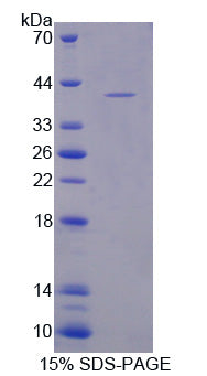 Figure 1. SDS-PAGE