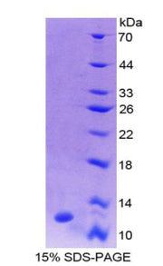 Figure 1. SDS-PAGE
