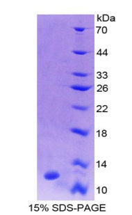 Figure 1. SDS-PAGE
