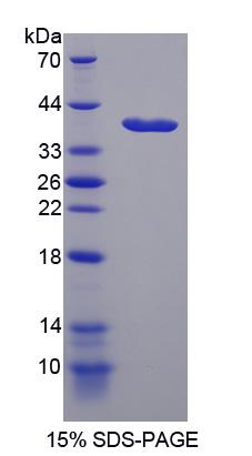 Figure 1. SDS-PAGE