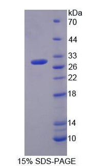 Figure 1. SDS-PAGE