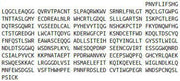 Recombinant Mannose Receptor C Type 2 (MRC2), RPU53814