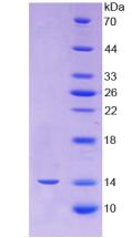 Figure 3. SDS-PAGE