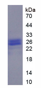 Figure 1. SDS-PAGE