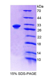Figure 1. SDS-PAGE