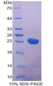 Figure 1. SDS-PAGE
