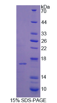 Figure 1. SDS-PAGE
