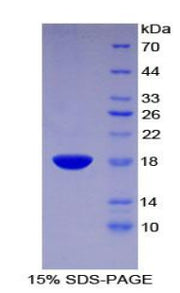 Figure 1. SDS-PAGE