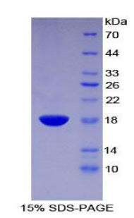 Figure 1. SDS-PAGE
