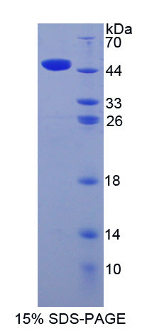 Figure 1. SDS-PAGE