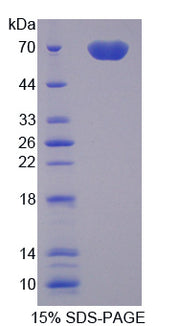 Figure 1. SDS-PAGE