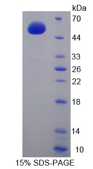 Figure 1. SDS-PAGE
