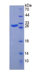 Figure 2. SDS-PAGE