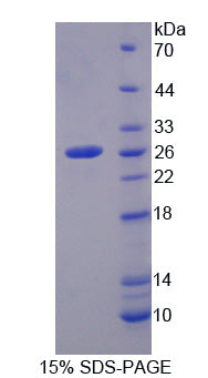 Figure 1. SDS-PAGE