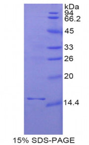 Figure 1. SDS-PAGE