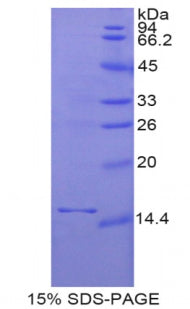 Figure 1. SDS-PAGE