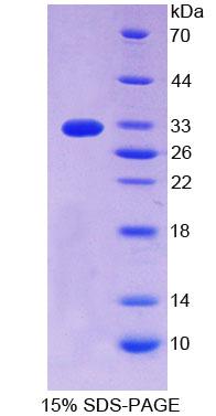 Figure 1. SDS-PAGE