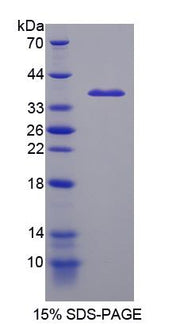 Figure 1. SDS-PAGE