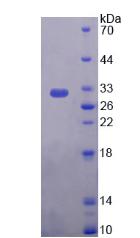 Figure 2. SDS-PAGE