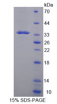 Figure 1. SDS-PAGE