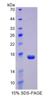 Figure 1. SDS-PAGE